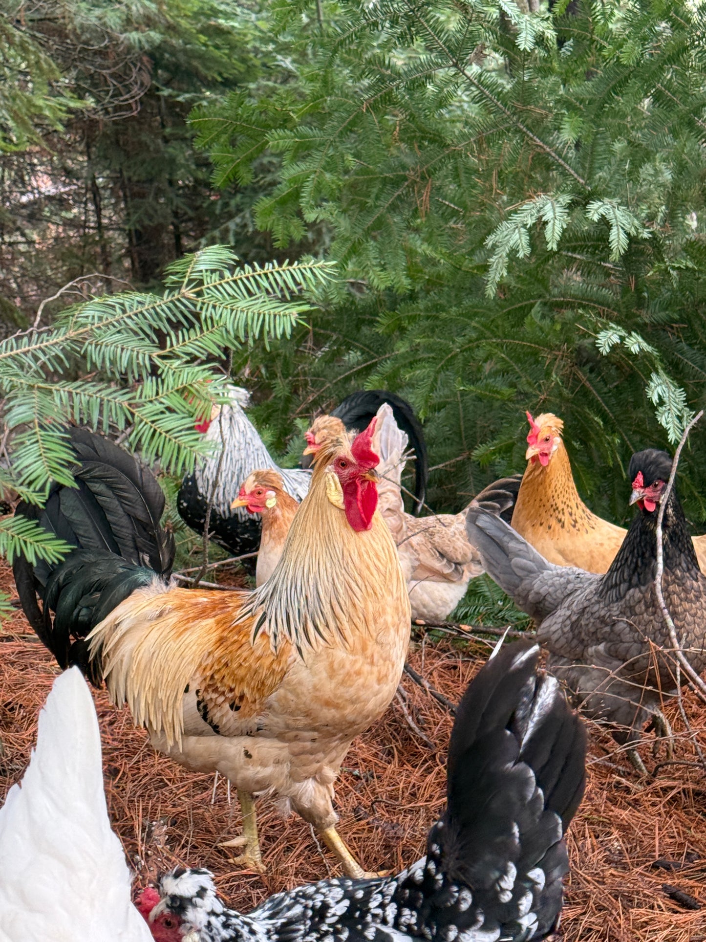 Icelandic Chicken Hatching Eggs
