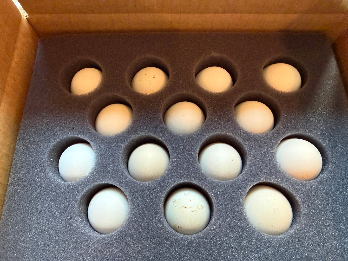 Icelandic Chicken Hatching Eggs