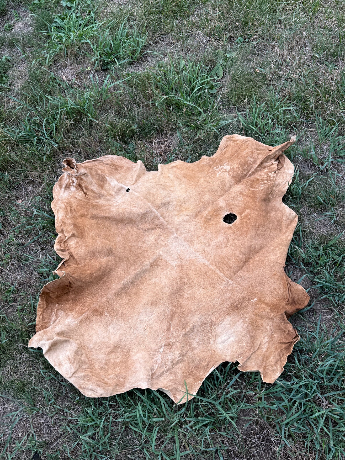 Brain Tanned Pronghorn, Medium Size, Hide #1