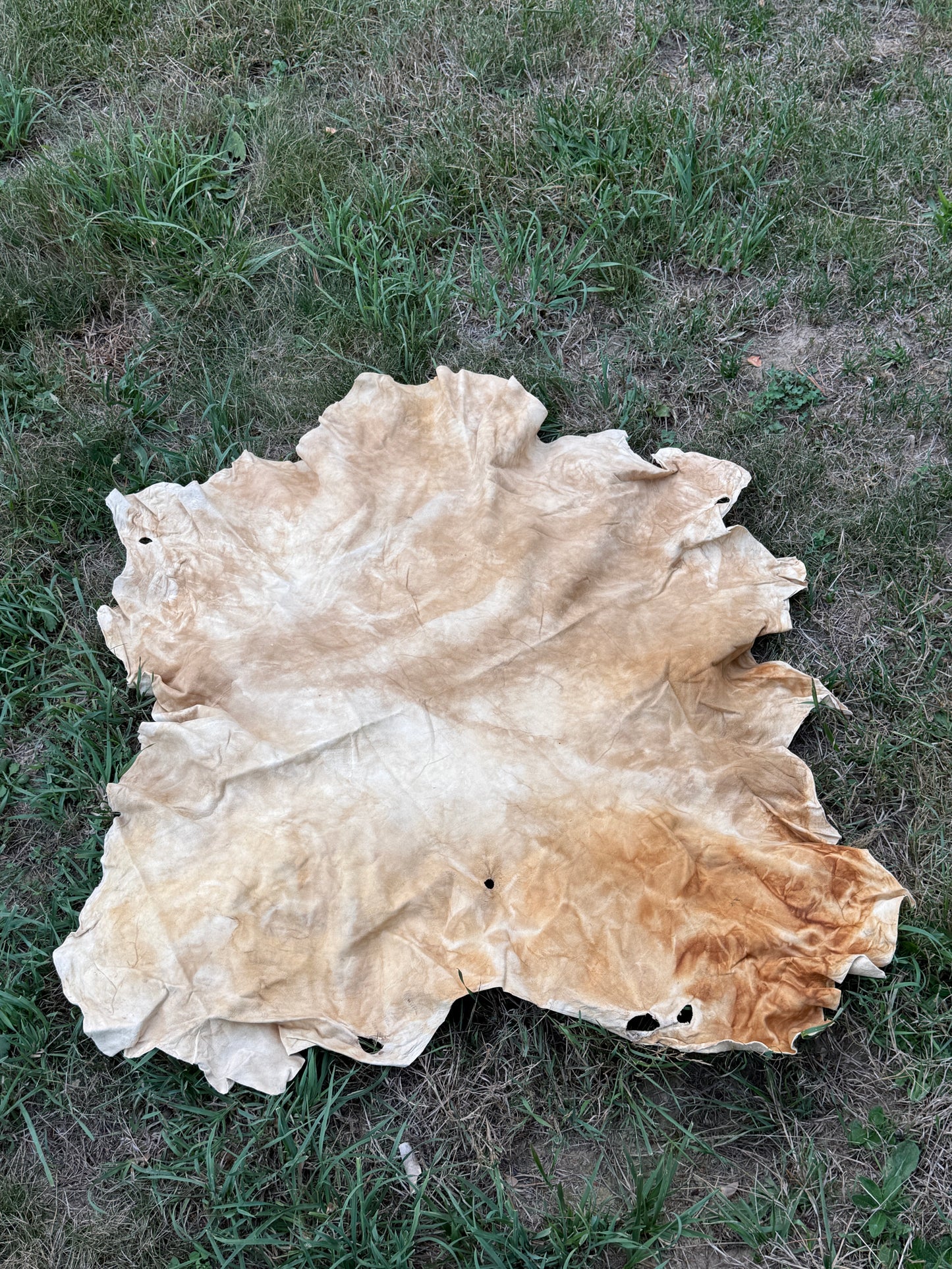 Brain-Tanned Pronghorn Buckskin, Medium, Hide #2