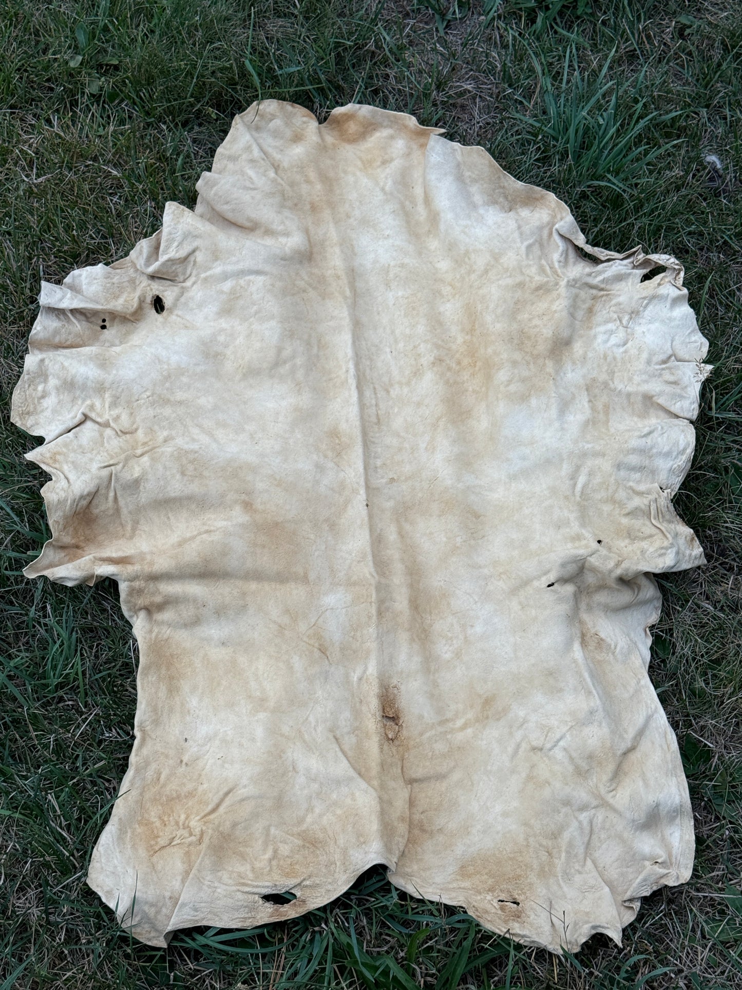 Brain-Tanned Pronghorn Buckskin, Medium, Hide #5