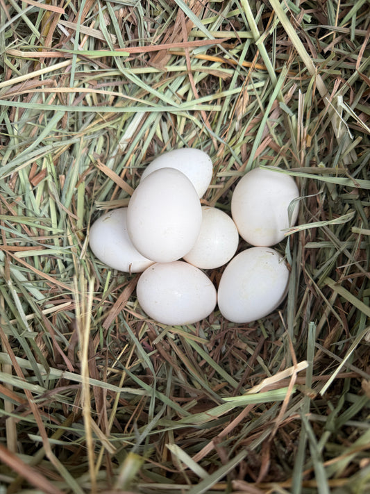 Icelandic Chicken Hatching Eggs